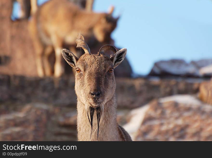 Mountain goat with kids on a watering place.
(Markhor). Mountain goat with kids on a watering place.
(Markhor)