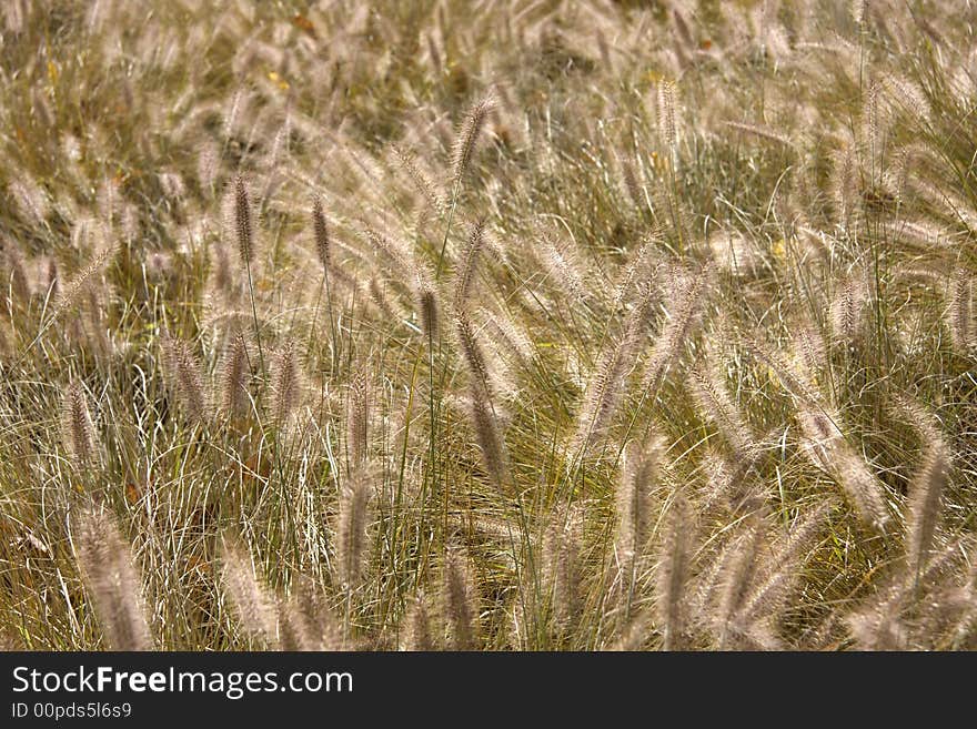 Grass background in autumn time