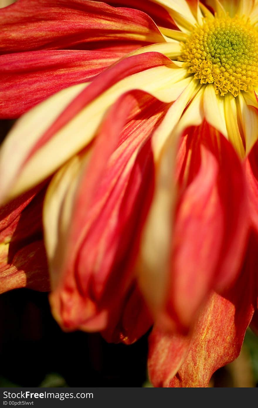 Chrysanthemum