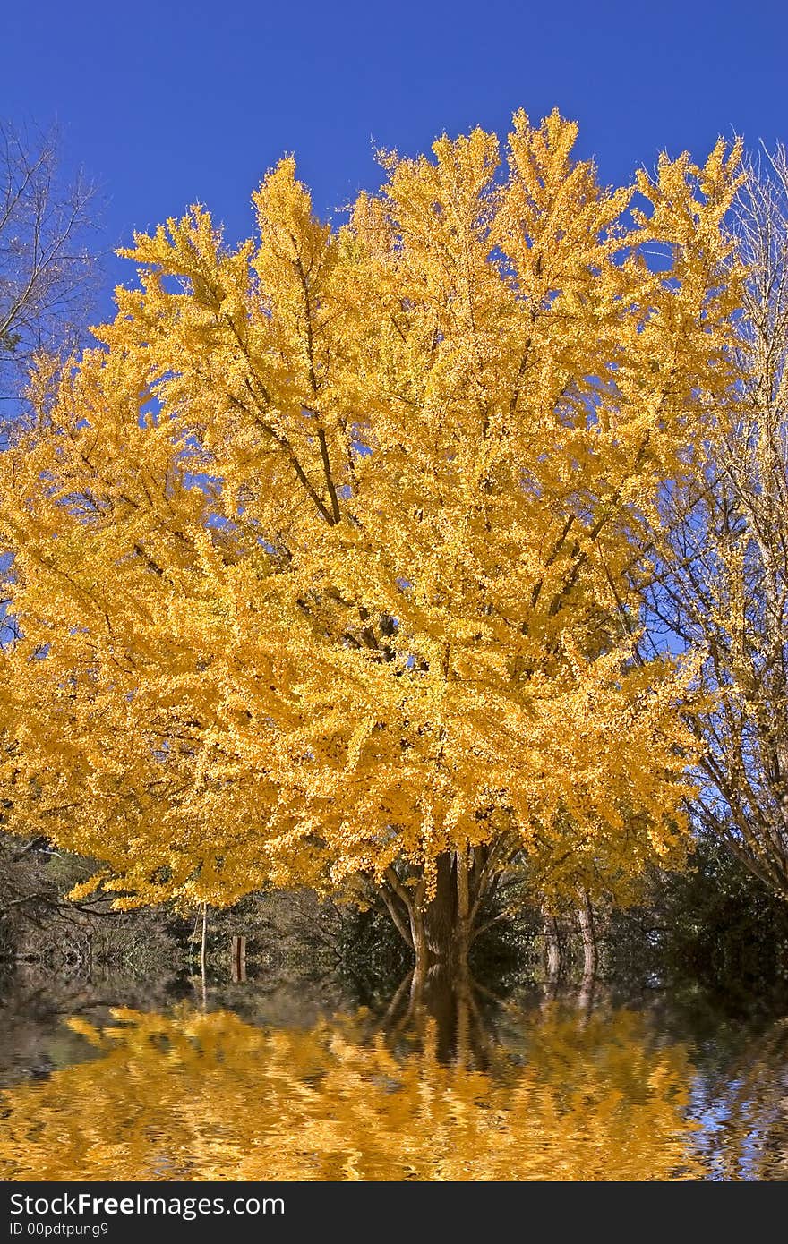 A tree with golden yellow leaves against a brilliant blue sky in the autumn. A tree with golden yellow leaves against a brilliant blue sky in the autumn