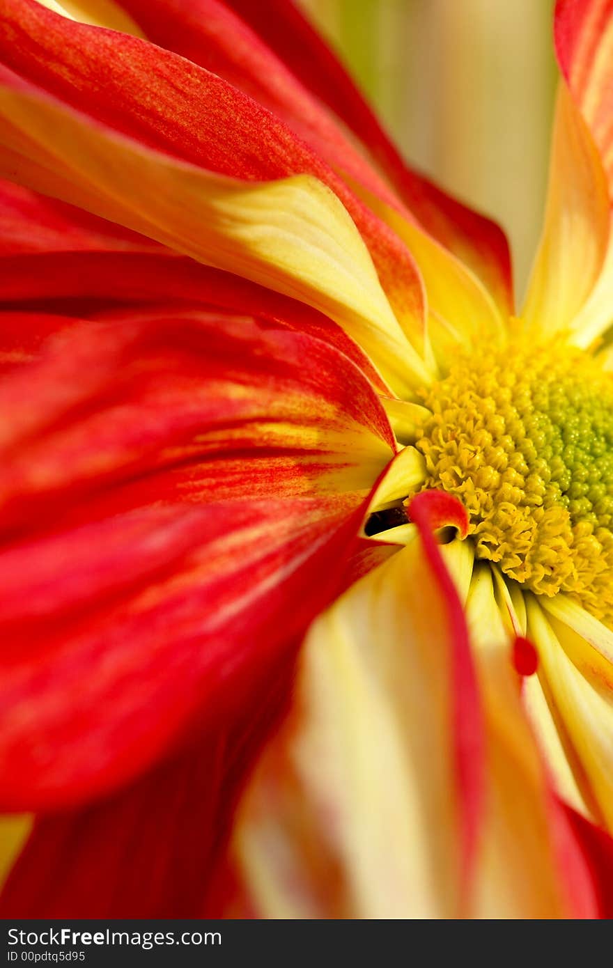 Chrysanthemum