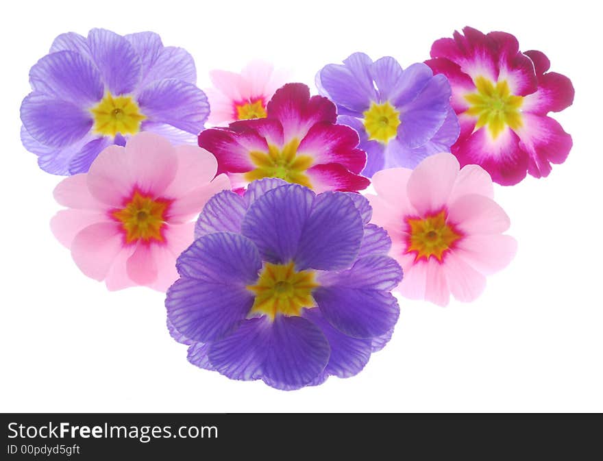 Colorful primula flowers on white background