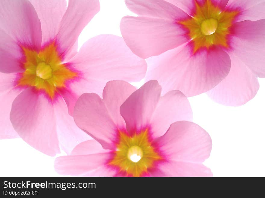 Pink Flowers