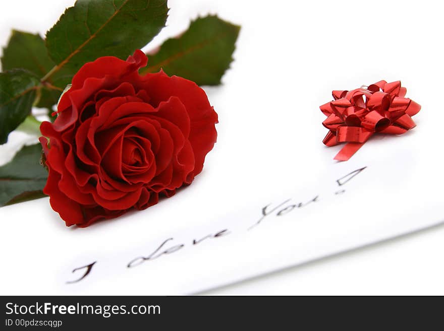 Beautiful red rose on white background