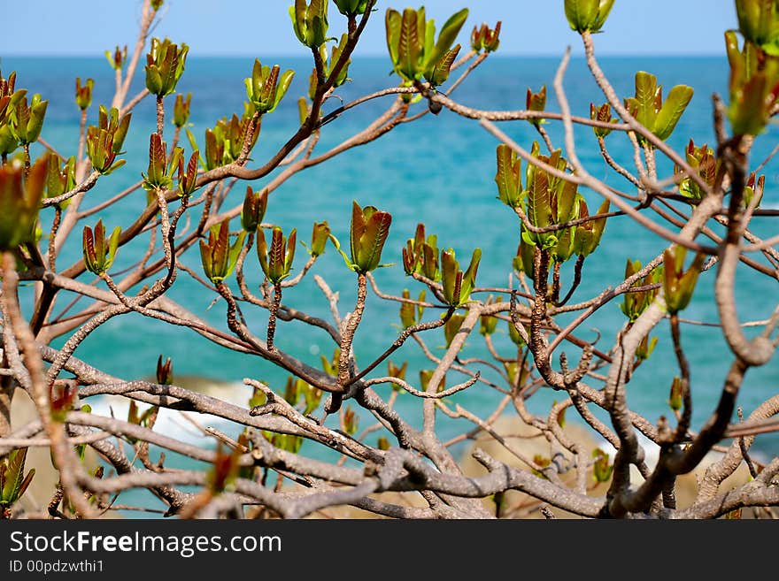 Blossom thai tree