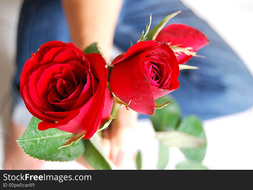 Red roses ready for Valentine's Day, an anniversary, or other special occasion. Red roses ready for Valentine's Day, an anniversary, or other special occasion.