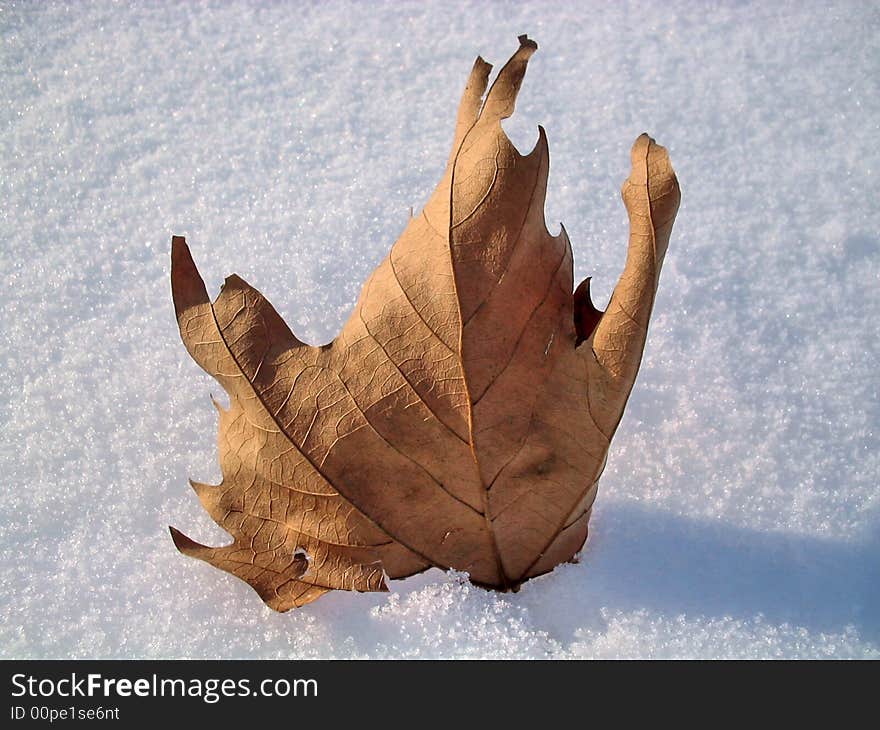 Leaf in the snow