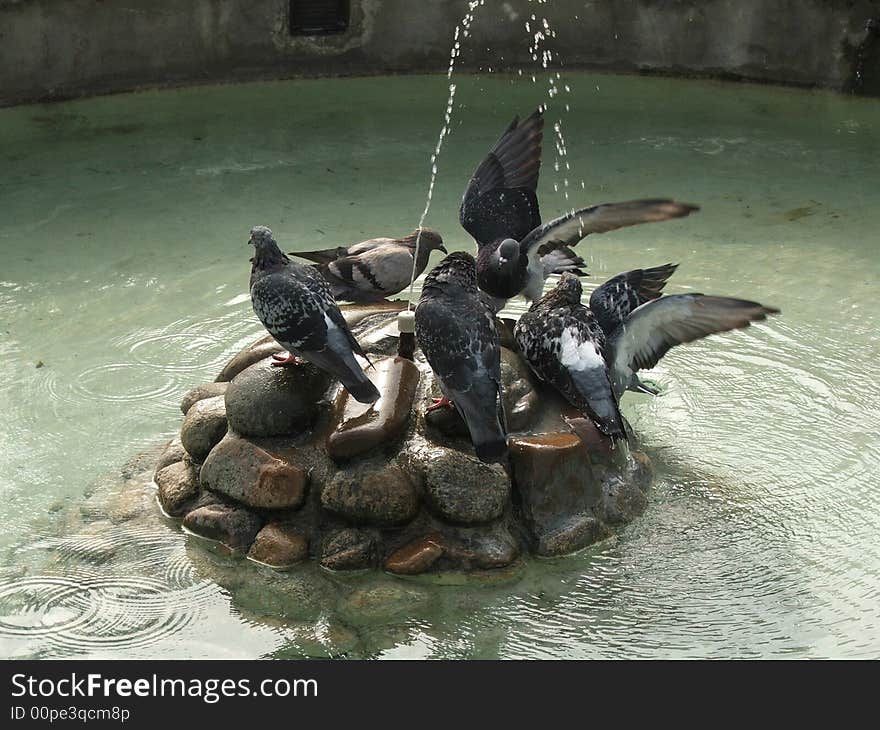 Wet pigeons