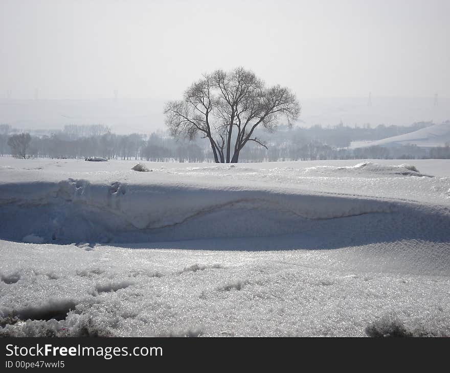 Lonely cold tree