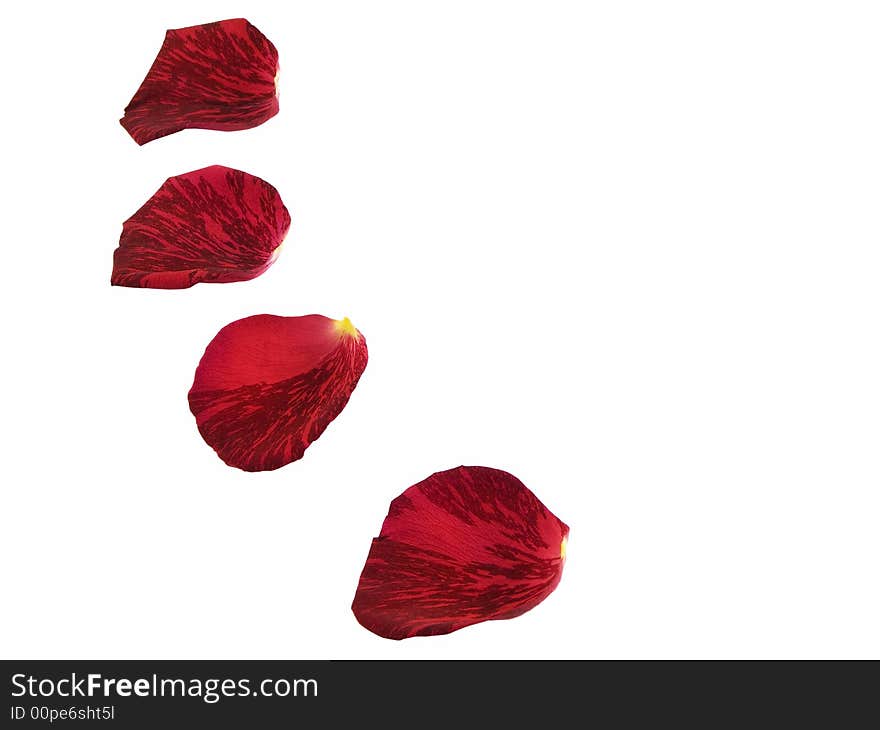 Four rose petals isolated on a white background