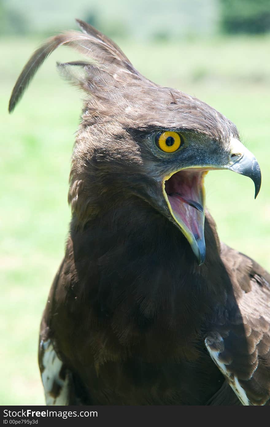 Crested eagle poses for the camera