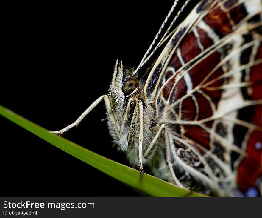 Nice Butterfly