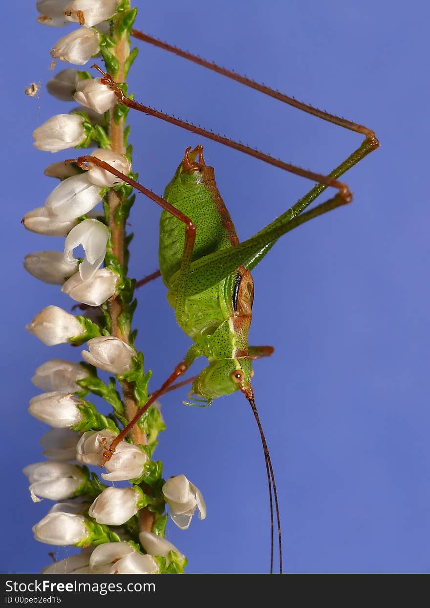 Grasshopper goes vertical