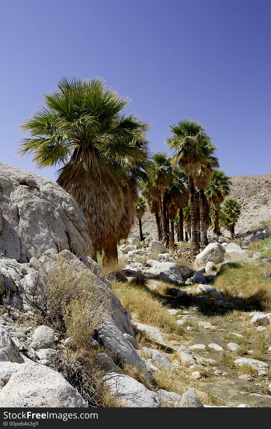 Grove of fan palms along dry arroya with blue sky background and rocky outcropping foreground. Grove of fan palms along dry arroya with blue sky background and rocky outcropping foreground