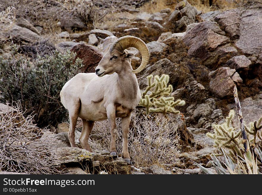 Male peninsular bighorn sheep standing on rocky slope with desert vegetation