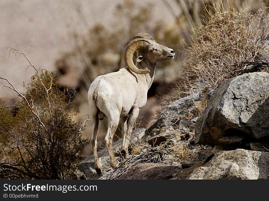 Male peninsular bighorn sheep standing on rocky slope with desert vegetation