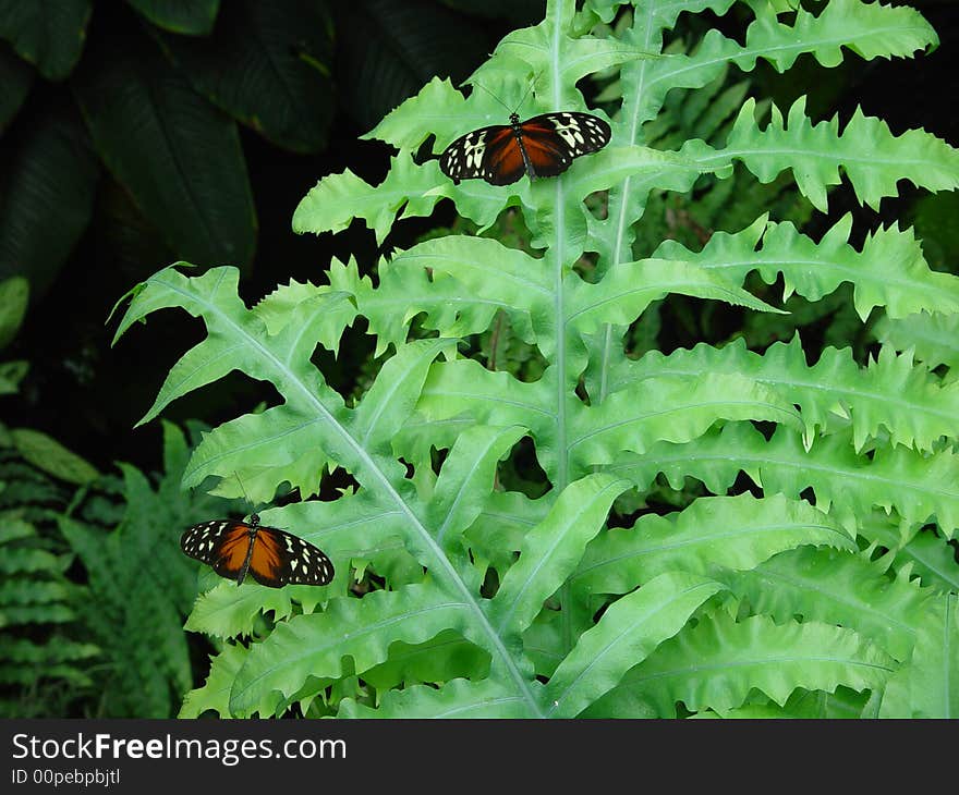 Two butterflies sitting on a plant. Two butterflies sitting on a plant.