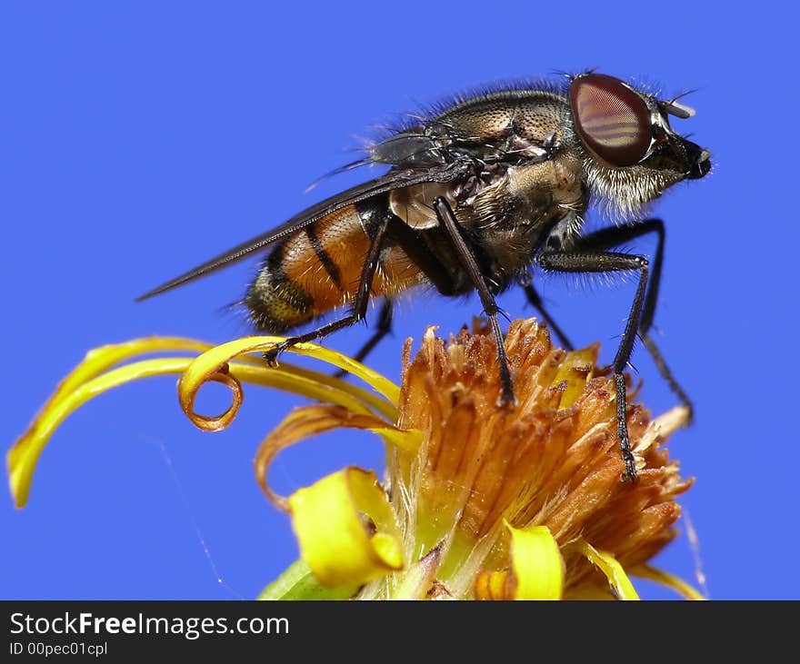 Fly with beard