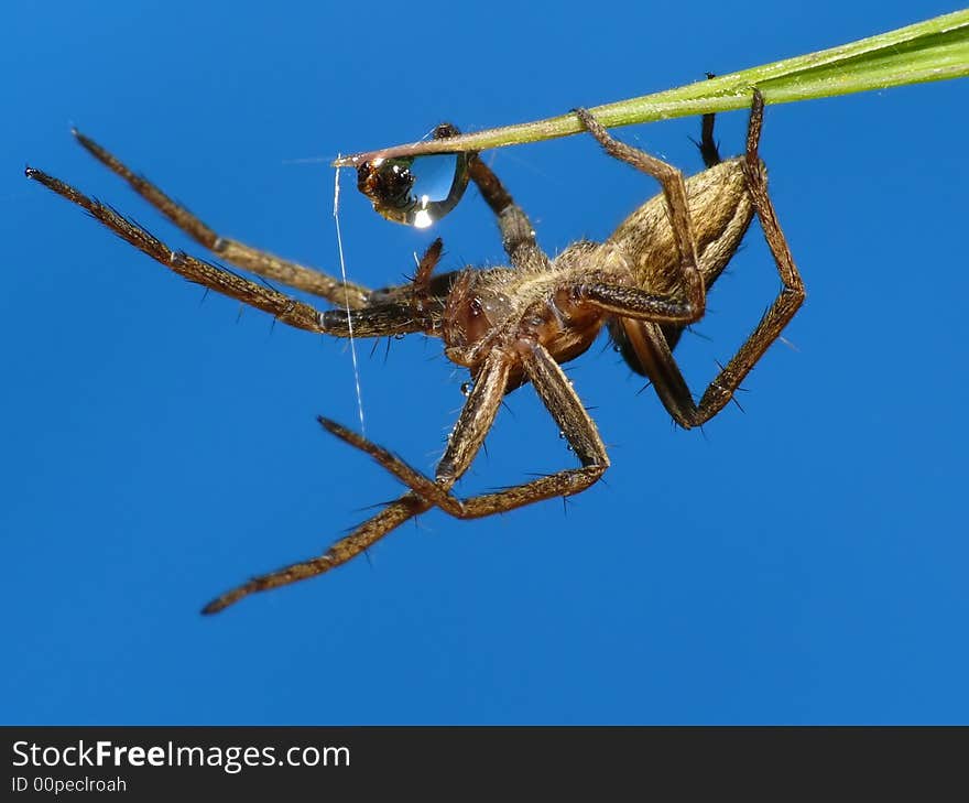 This spider is looking in a waterdrop. Just checking his clean jaws. This spider is looking in a waterdrop. Just checking his clean jaws.