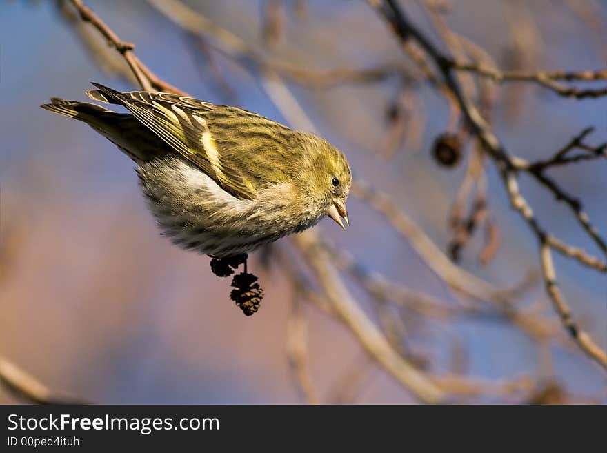 Small siskin, canon 400D + 400mm 5.6L. Small siskin, canon 400D + 400mm 5.6L