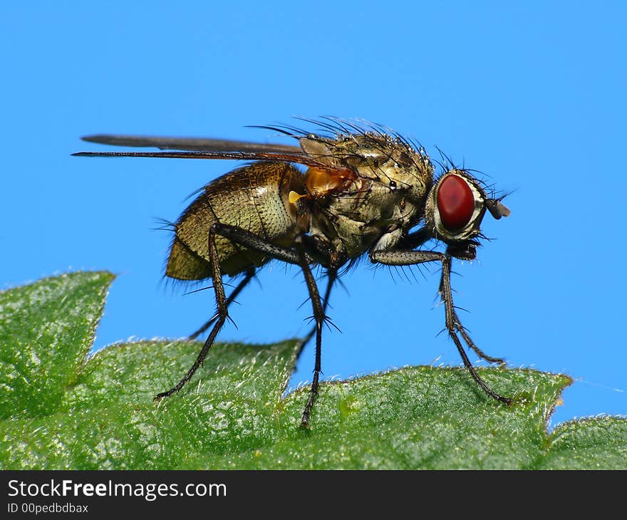 I like this one, because the fly sits on a special leaf which gave the picture a nice composition. I like this one, because the fly sits on a special leaf which gave the picture a nice composition.