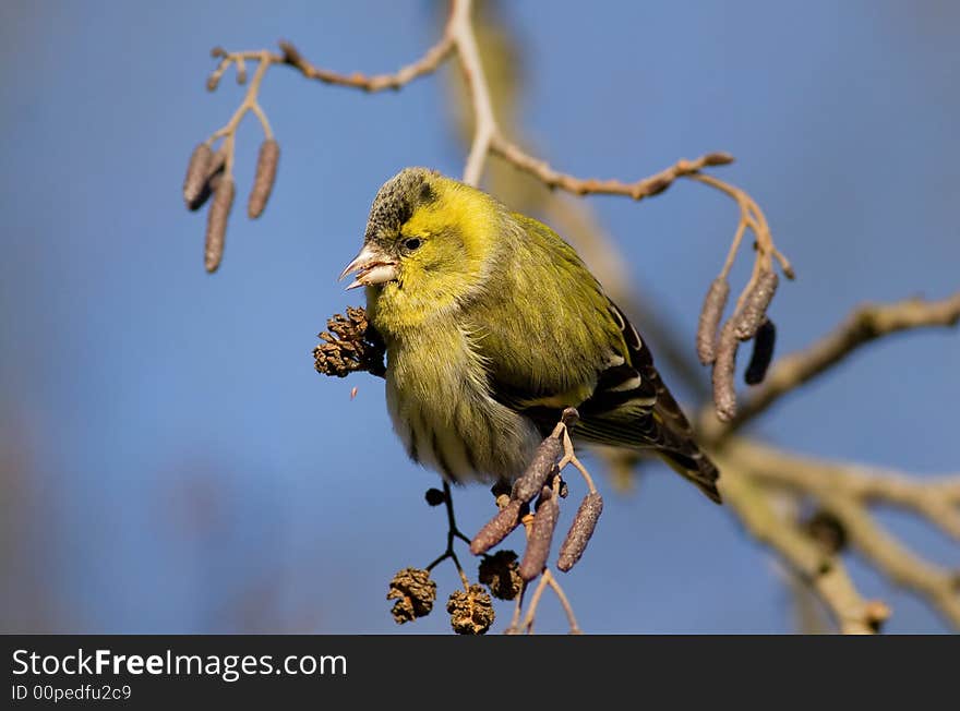 Small Siskin (carduelis Spinus)