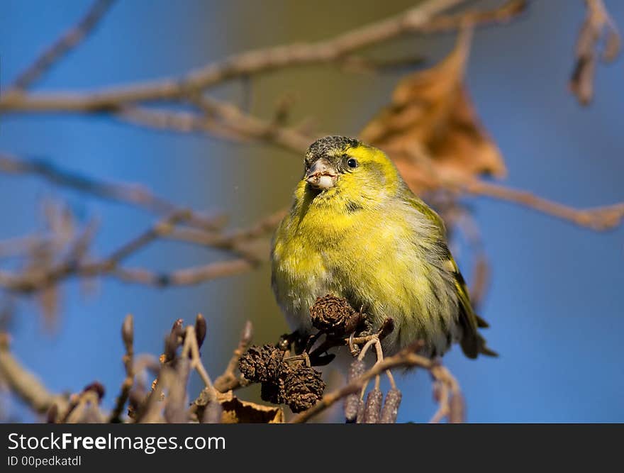 Small Siskin (carduelis Spinus)