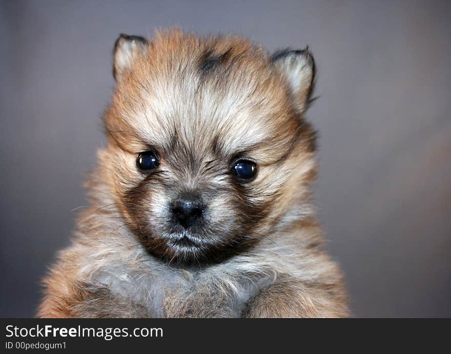 A cute Pomeranian puppy close-up on gray background.