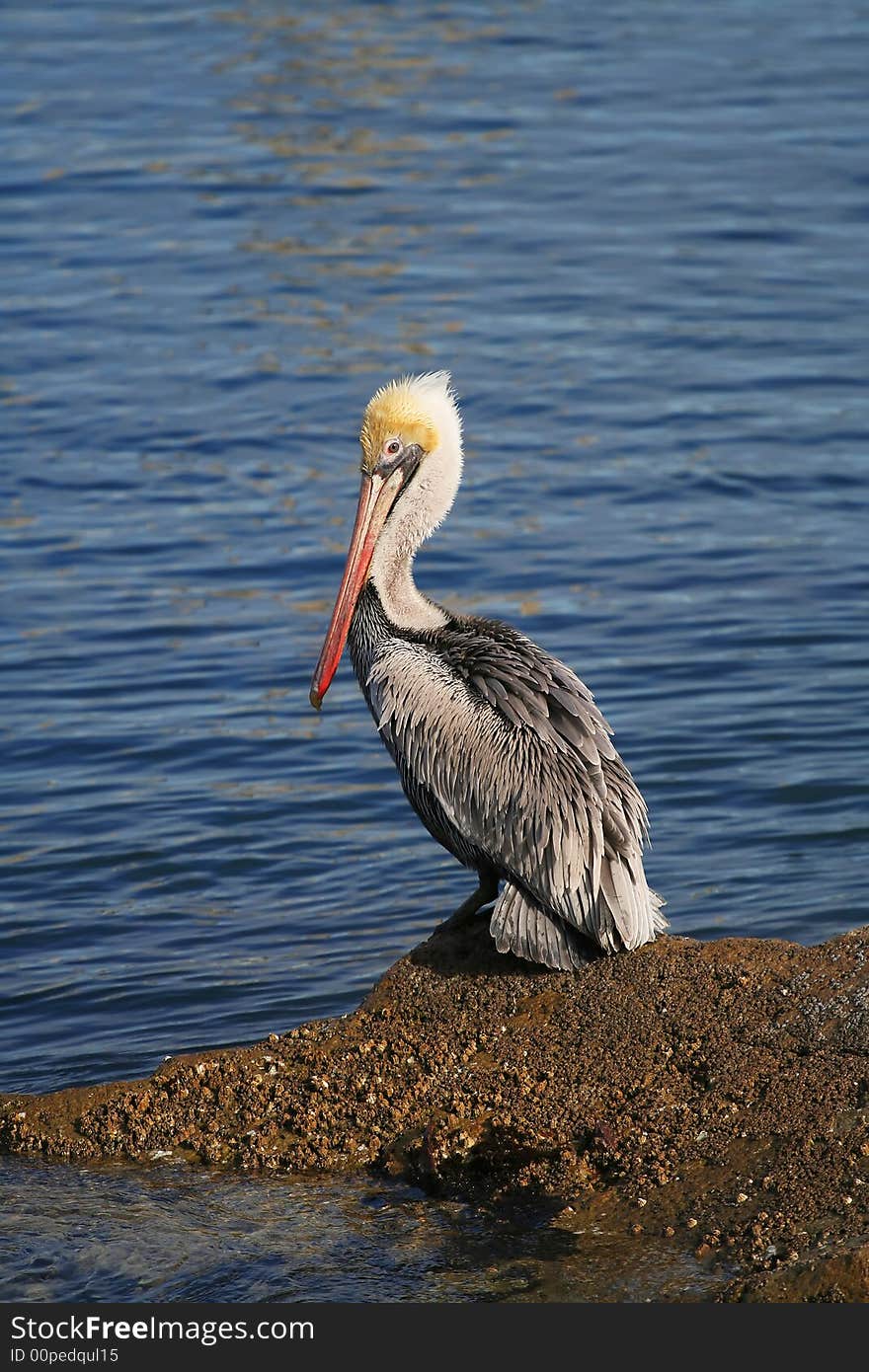 Perched Pelican