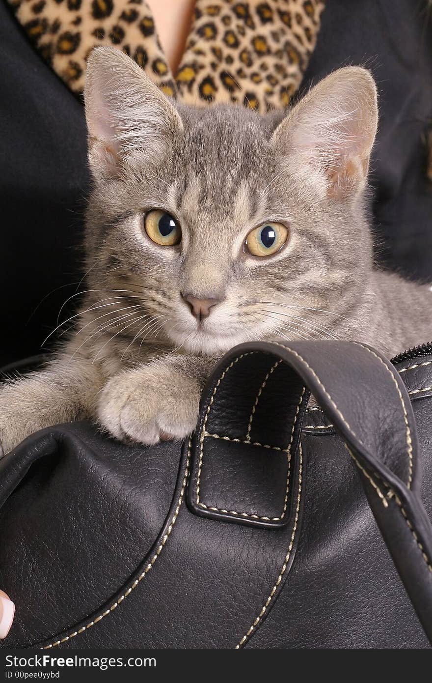 Kitten in bag with fur