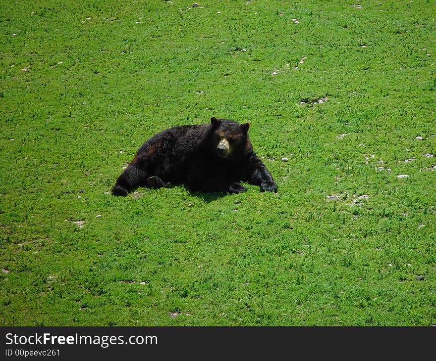 A bear laying in green grass. A bear laying in green grass.