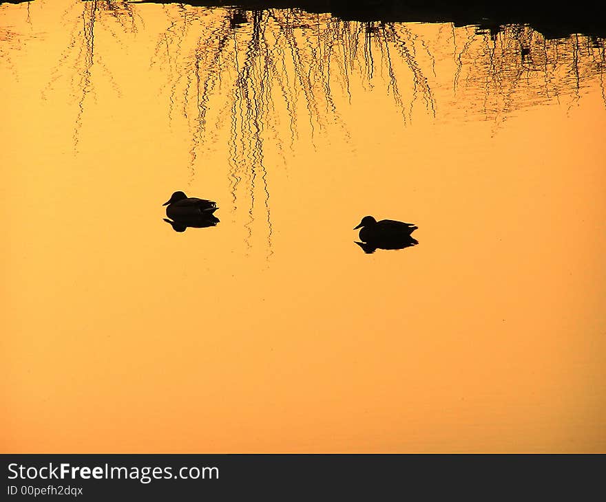 The reflex of two ducks