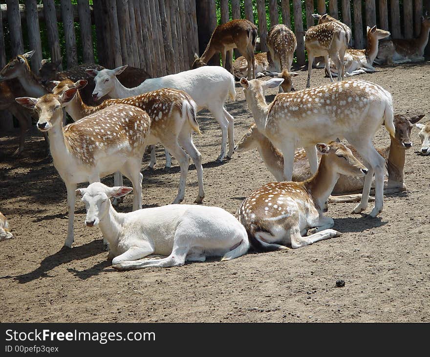 Crowd of dear focusing on a white and brown deer. Crowd of dear focusing on a white and brown deer