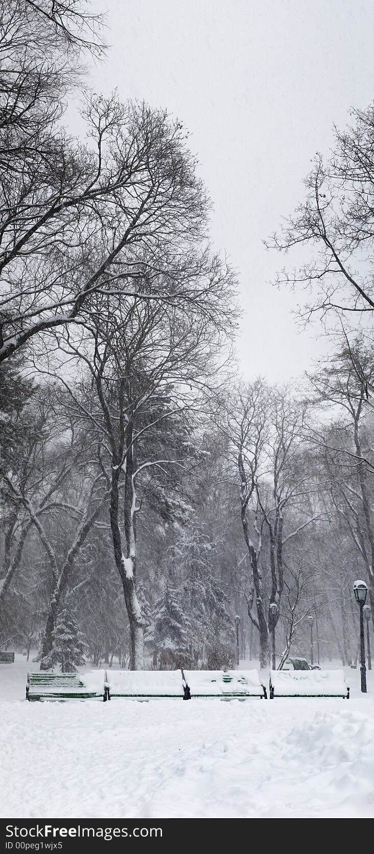 Snowstorm In The Park