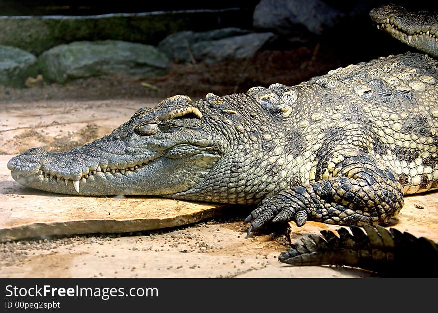 Portrait of nice siam crocodile. Portrait of nice siam crocodile