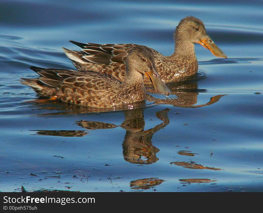 A pair of female Shovelers, showing off the hooters that distinguish them. A pair of female Shovelers, showing off the hooters that distinguish them.