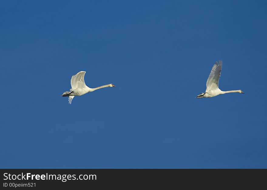 Two swans are flying in formation. Two swans are flying in formation