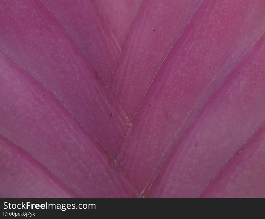 Tillandsia detail