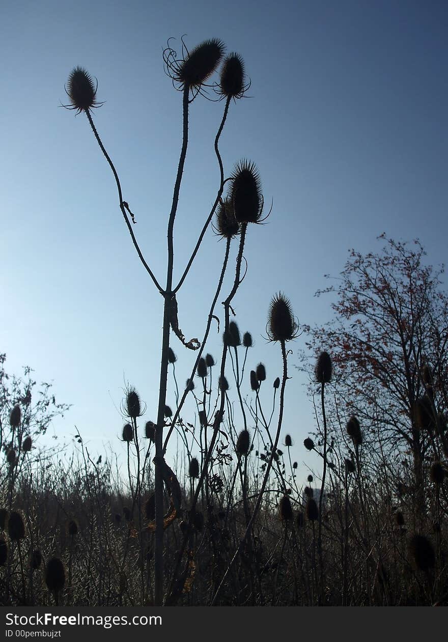 Spiky plants rise out of the ground as the sun sets. Spiky plants rise out of the ground as the sun sets.