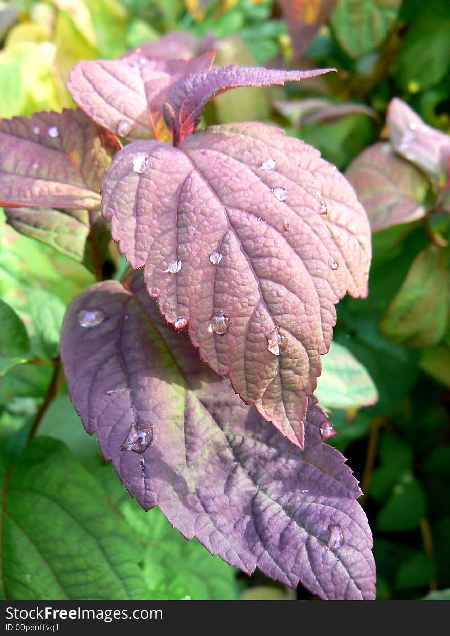 Leaves Of A Plant