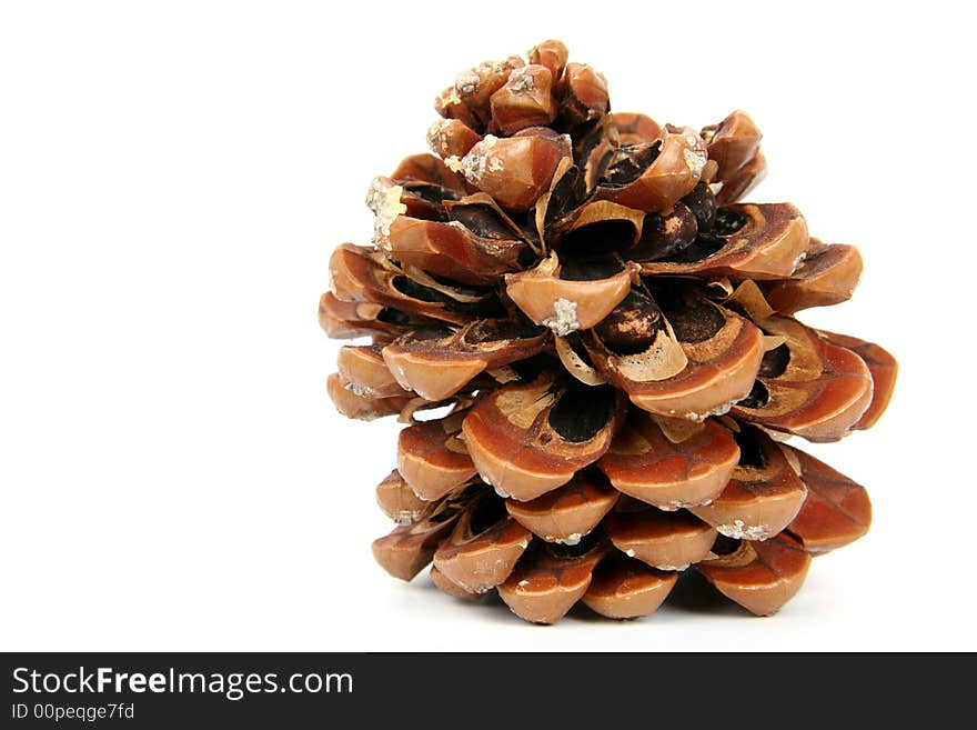 Pine Cone