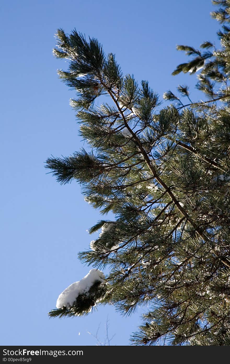 Detail of pines trees, winter season, vertical orientation