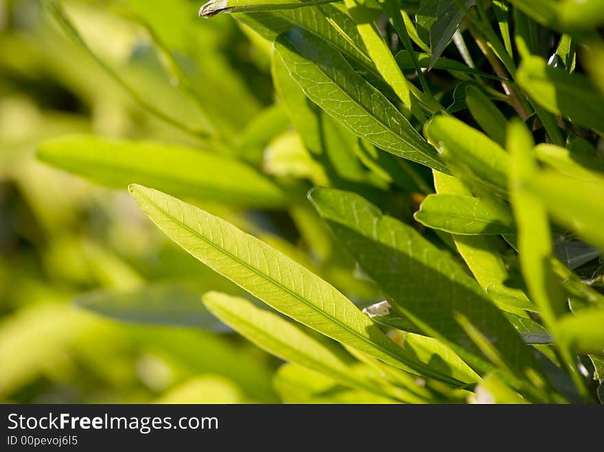 Green leaves background. Low depth of field