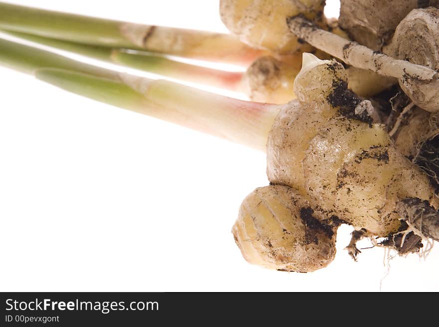 Fresh ginger root. plant isolated on the white background