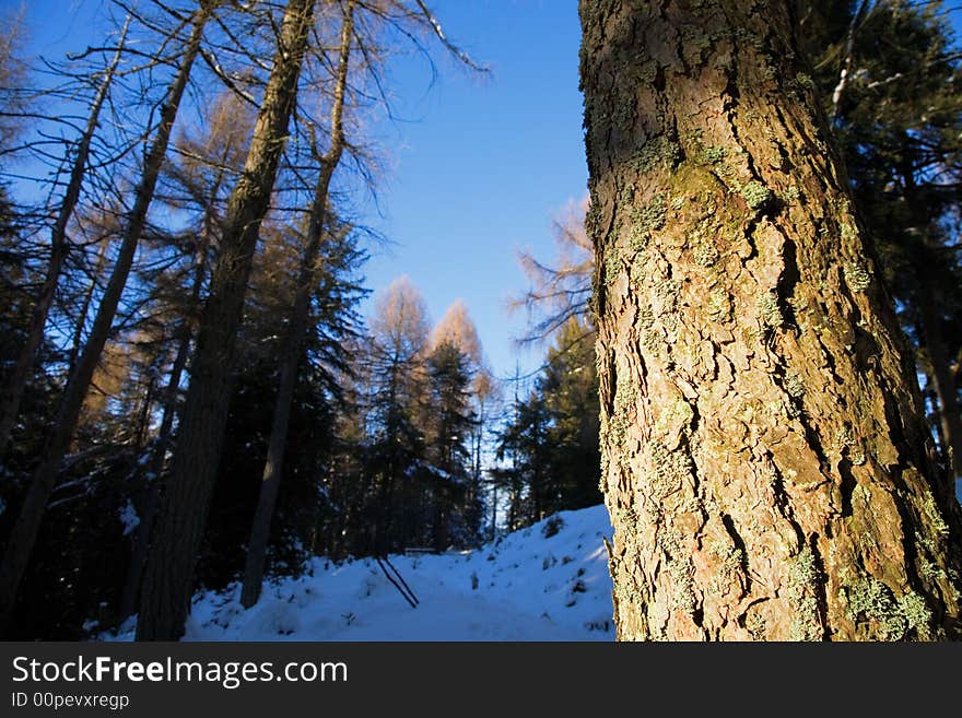 Pine trunk details, winter season, horizontal orientation