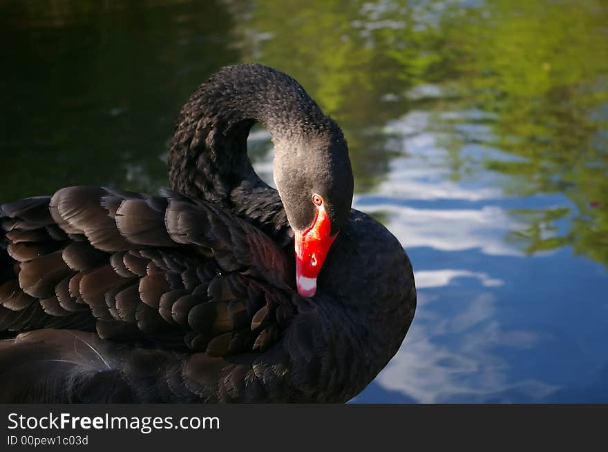 Black swan grooming its feathers by water edge. Black swan grooming its feathers by water edge