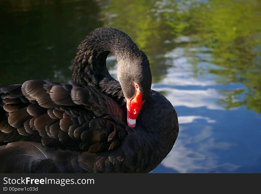 Black swan grooming feathers by water