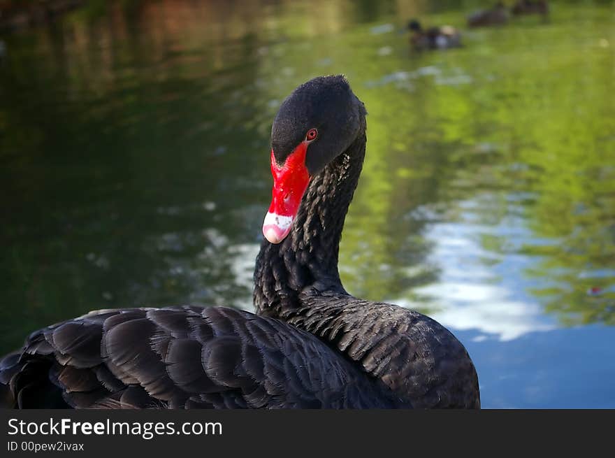 Black swan grooming feathers by water