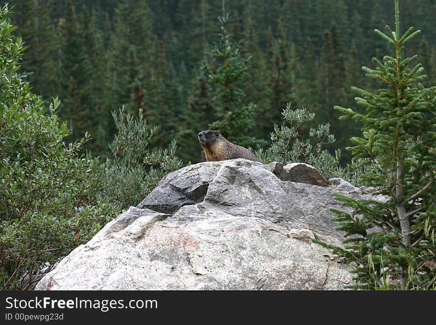 A yellow-bellied marmot sitting on a large boulder at St. Mary's Alice in Colorado. A yellow-bellied marmot sitting on a large boulder at St. Mary's Alice in Colorado