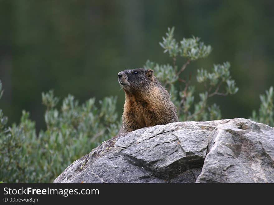 Yellow-bellied marmot overlook